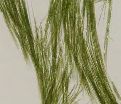 filaments or colonies Algae are an essential component of aquatic ecosystems