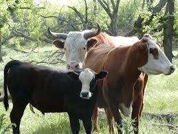 Sub-Component 2.5: Biological Resources Topic 2.5.4: Livestock Livestock are animal species that are raised by humans for commercial purposes, consumption, or labour.