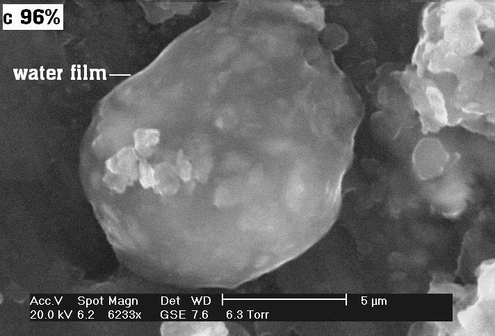 by Environmental Scanning Electron