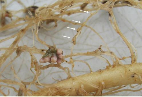Rhizobia species specificity to legumes within the ASM Root system of lucerne,