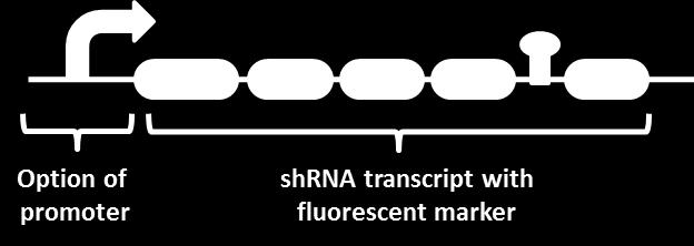 Promoter Selection Kit pzip lentiviral vectors TLN0005 Introduction Successful RNAi using short hairpin RNAs requires not only potent RNA designs, but also sufficient expression of the shrna and