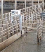 identified with its ISO RFID ear tag as it enters the feeding station. The correct amount of feed is dispensed based on the cow s predetermined ratio calculated in the software.