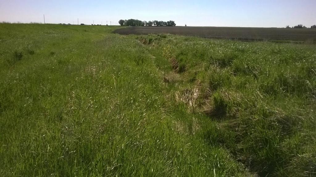 Grassed Swale in TID