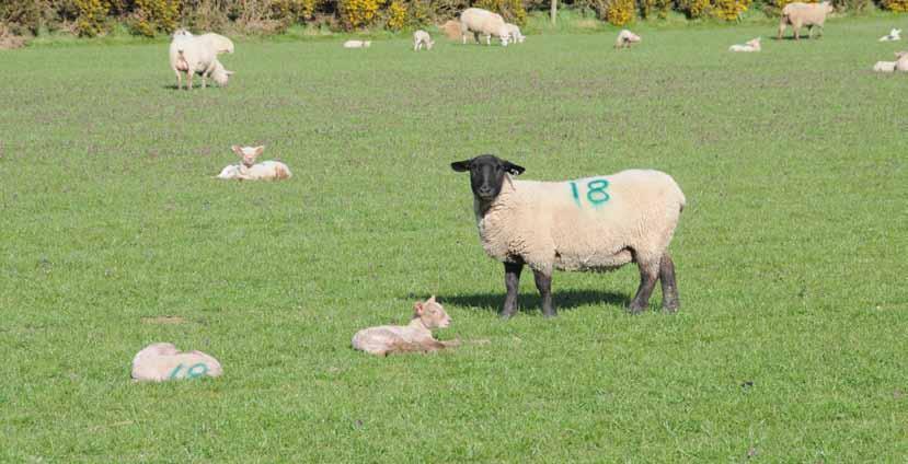 Strategy for Sheep Overall Expected Changes/Targets for Sheep for 2020 The challenges facing the Region s sheep farmers are similar to those of beef farmers with low profitability and a high