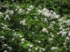 Found in a wide range of habitats Also dispersed by birds Grows aggressively May harm nesting success Multiflora rose (Rosa multiflora) http://www.salemwoods.