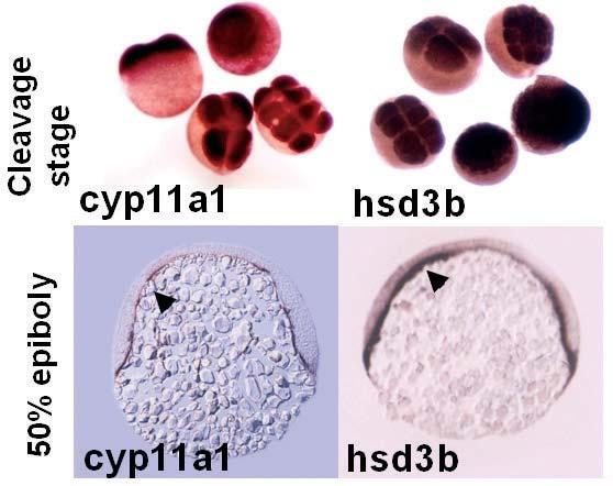 FIGURE2. Two steroidogenic genes, cyp11a1 and hsd3b, are expressed in blastomeres and the yolk syncytial layer during early zebrafish embryogenesis.