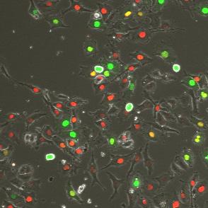 cells were harvested and analyzed of mag1 (green, G2/M) and mko2 (red, G1 arrest)