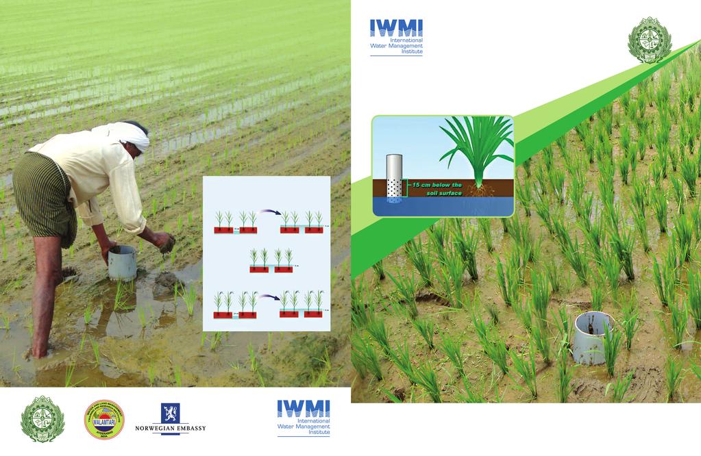 Alternate wetting and dry in Rice Cultivation
