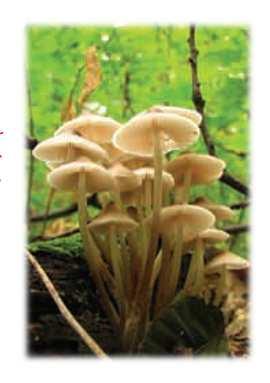 Decomposers A Special Group of Consumers DECOMPOSERS fungi and bacteria use enzymes to break organic matter down and release the nutrients back into the ecosystem link the biotic and abiotic world