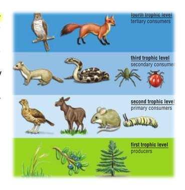 Food Chains Consider the food chain illustrated below. The seeds of a producer (the pine tree) are eaten by a herbivore (the red squirrel), which is in turn eaten by a carnivore (the weasel).