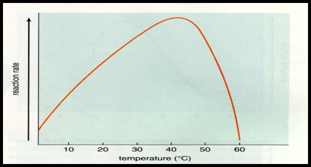 Effect of temperature on enzyme activity denature Denaturation is a permanent process When an enzyme is
