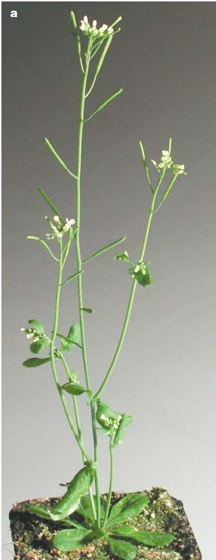 Like most other model organism Arabidopsis thaliana has a sequenced genome?