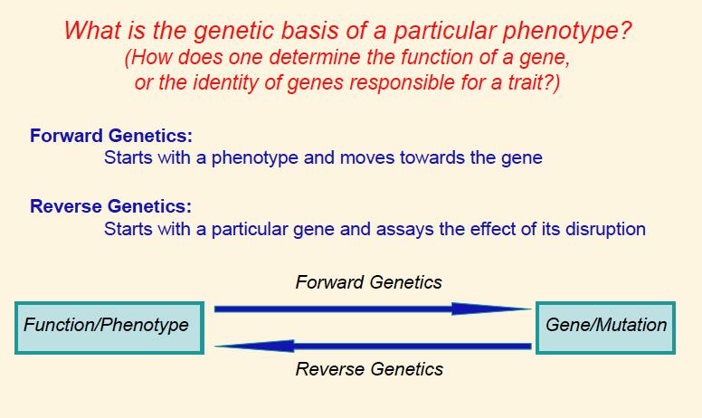 Assigning Gene Function Using
