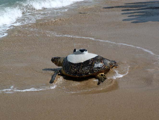 Community more receptive to conservation message More than 10,000 turtle Hatchlings per year = 67% of nests