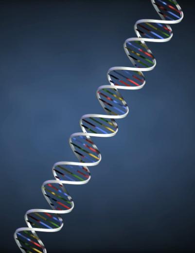 DNA Deoxyribonucleic Acid (DNA) contains the genetic instructions that pass information about the organism from one generation to the next.