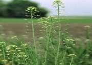 climate Salicornia
