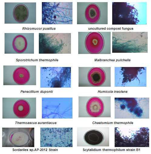FIGURE 1 THERMOPHILIC FUNGI AND MICROSCOPIC IMAGE Rhizomucor pusillus, Humicola insolens was most abundant in all the thermogenic sources. Chaetomium thermophile var.