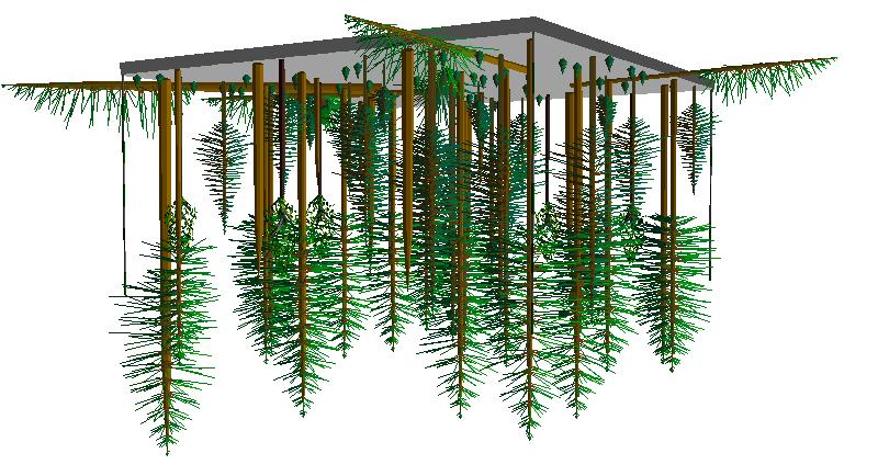 Stand Type 5 Older Forest Structure (OFS) Stand Development Process Understory Reinitiation This stand type occurs when a LYR stand develops the structural characteristics below, which are typically