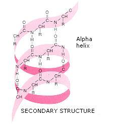 Sep 11 8:23 PM Tertiary structure complex, threedimensional protein