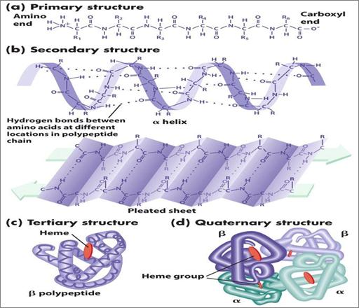 tertiary structure, not all proteins have a quaternary structure.