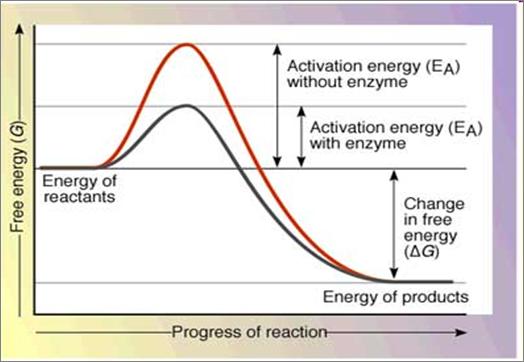 creating the product(s)) this model explains why some enzymes can fit with more than one substrate Enzymes work by lowering the activation energy of a chemical reaction All reactions, either with or