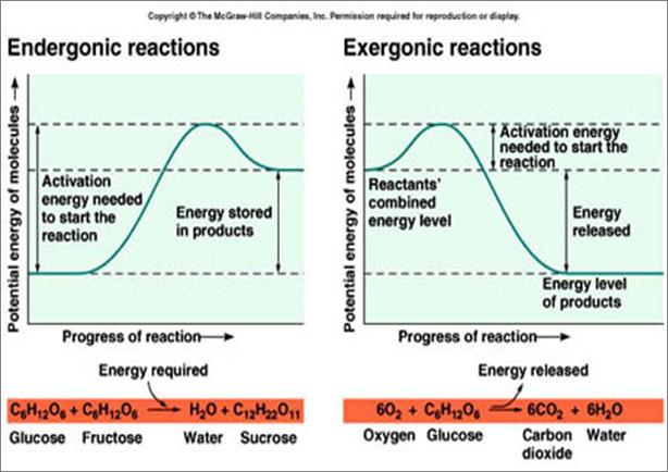 Exothermic vs.