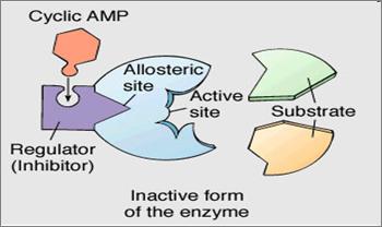 a series of enzymatic reactions inhibits an enzyme from earlier in the chain For example, in the series of reactions below an accumulation of end product E inhibits the enzyme that helps to convert A