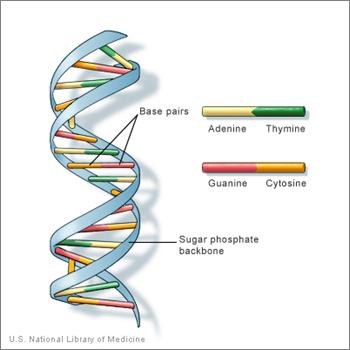 The two antiparallel strands of DNA coil into a double helix structure This double helix further coils up around special proteins called