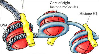 regulate transcription (because coiled DNA is not accessible by enzymes) Nucleosome consists of 2 molecules each of 4 different histones.