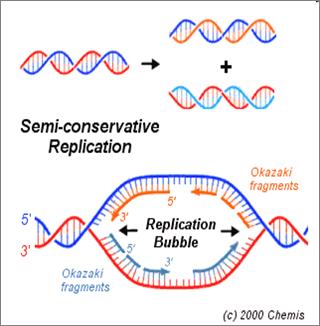 DNA Replication 7.