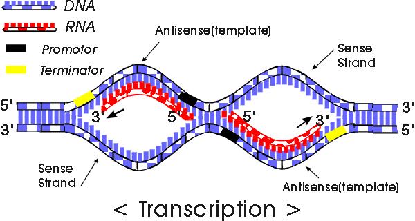 7.3. Transcription Protein Synthesis occurs in two stages: transcription and translation Transcription Occurs in the nucleus Purpose is to create a molecule of messenger RNA carried out in a 5 3'