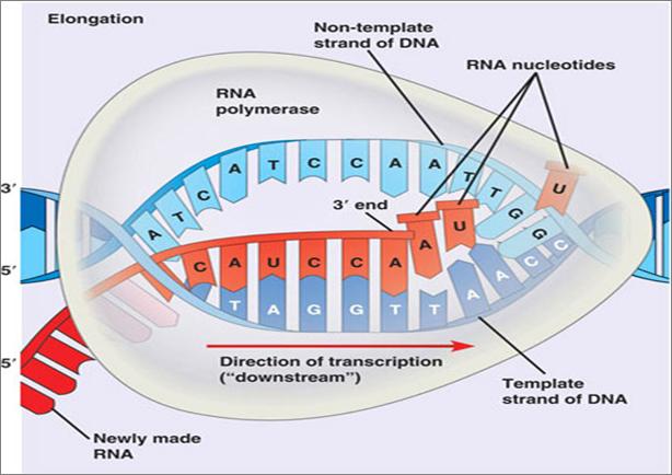 separation of DNA strands to occur Transcription proceeds as nucleoside triphosphates (type of nucleotide) bind to the DNA template and are joined by RNA polymerase in the 5' to 3' direction.