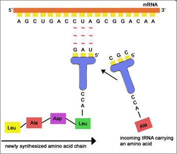 Translation occurs in the 5 3 direction during translation, the ribosome moves along the mrna towards the 3 end. The start codon is nearer to the 5 end than the stop codon.