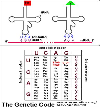 The enzyme attaches the amino acid to the 3' end of the trna. The amino acid attachment site is always the base triple CCA.