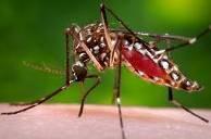 Sub-Component 5.2: Environmental Health Topic 5.2.3: Vector-borne diseases This topic includes vector-borne diseases that are transmitted by orga