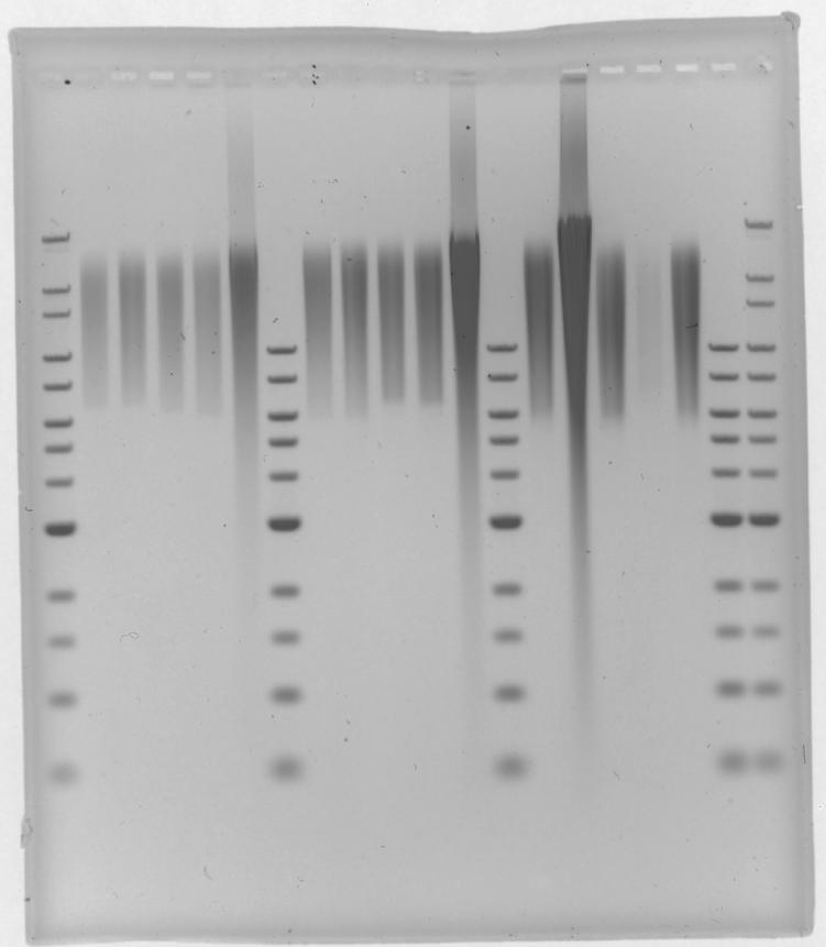 H. Collecting Fractions 1. For best recovery, wait at least 30-45 minutes after end of run before removing samples from the elution. modules. 2. Remove samples using a standard 100-200µl pippette.
