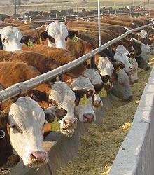 range to feedlot) (3 to 8 kg feed for a kg of meat) Leads to