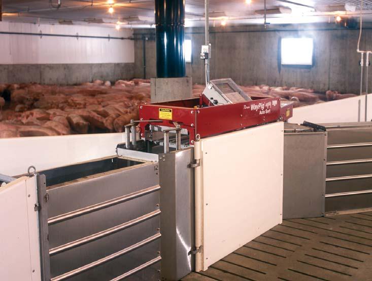 Feeder pig-to-finish farm size and productivity grew rapidly Item 1992 1998 2004 Farm size (hogs sold/removed) 804 2,756 4,730 Productivity measures: Feed conversion rate (lbs per cwt gain) 383 282