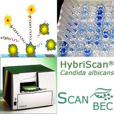 HybriScan I Candida albicans The rapid and innovative test system for the identification of