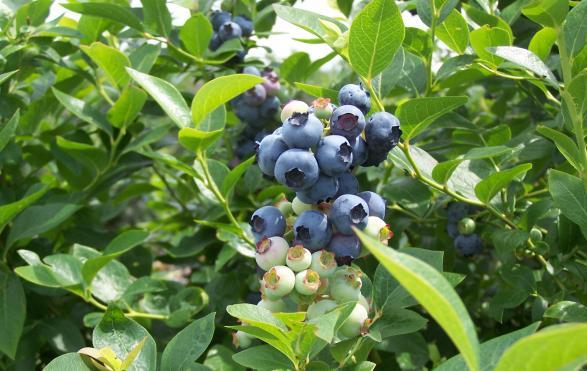 Blueberry Production J. D.