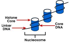 Nucleosome simplest packaging structure of DNA that is found in all eukaryotic chromosomes; DNA is wrapped around an octamer of small basic proteins called histones; 146 bp is wrapped around the core