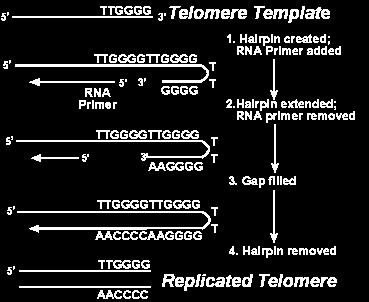 Analysis of DNA Sequences in Eukaryotic Genomes The technique that is used to determine the sequence complexity of any genome involves the denaturation and renaturation of DNA.