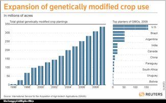 Production of GMOs GMO plants World cultivated surface (M ha) % of all GMOs % of this plant s production globally Soya 25,8 58,4