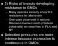 Potential Risks of GMOs -!