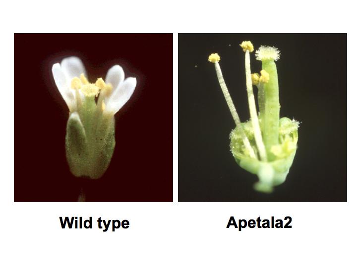 Apetala2 mutant has flowers where the sepals