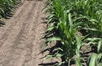 Crop Injury % FOURTH-GENERATION HERBICIDE-TOLERANT CORN Promising technology to manage hard-to-control weeds Project Highlights Tolerance to five herbicides; dicamba, glufosinate, glyphosate, ACCase