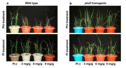 problems to a considerable extent Developed transgenic rice plants expressing a codon-optimized ptxd, which converts Phosphite to Phosphate