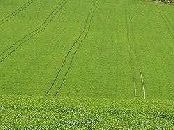 GPS Guidance and Tramlines Limits compaction to confined areas of