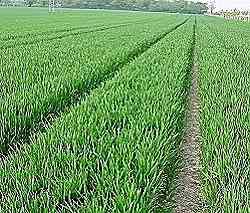 GPS Guidance and Tramlines Tramlines: Created during planting by plugging rows Wheat at edge will