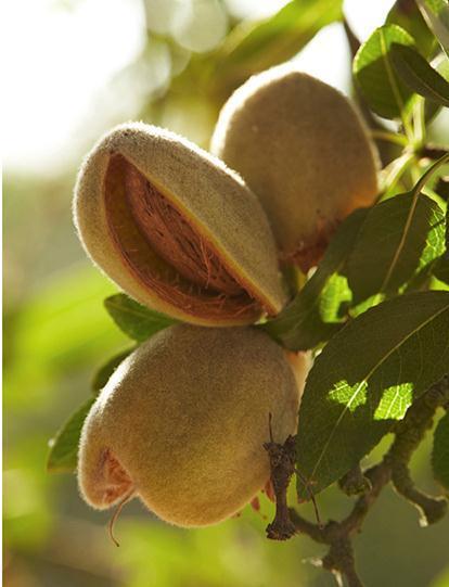 Economics of Orchard Establishment and Almond Production Joe Butler,